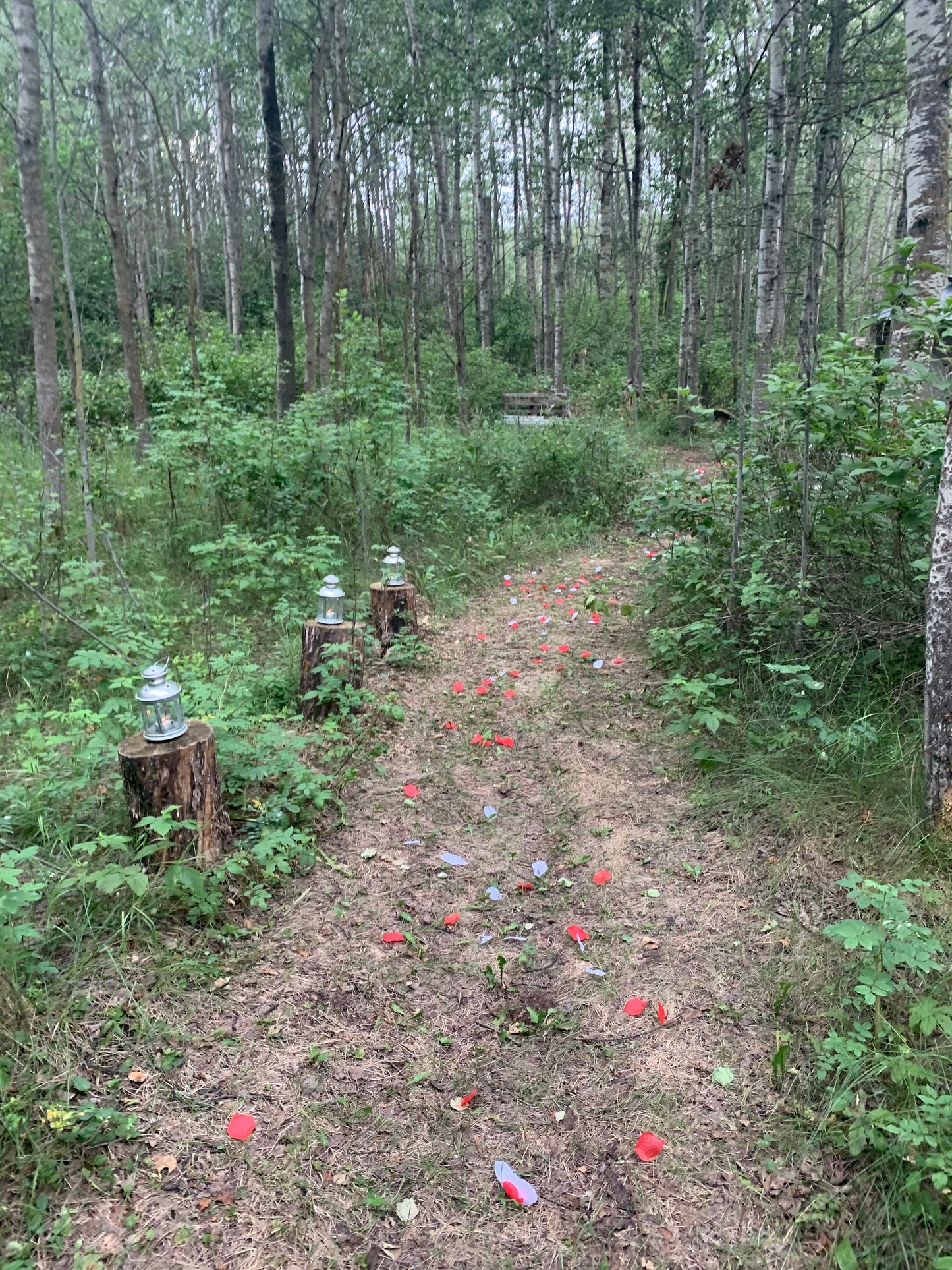 Extra Real Rose Petals